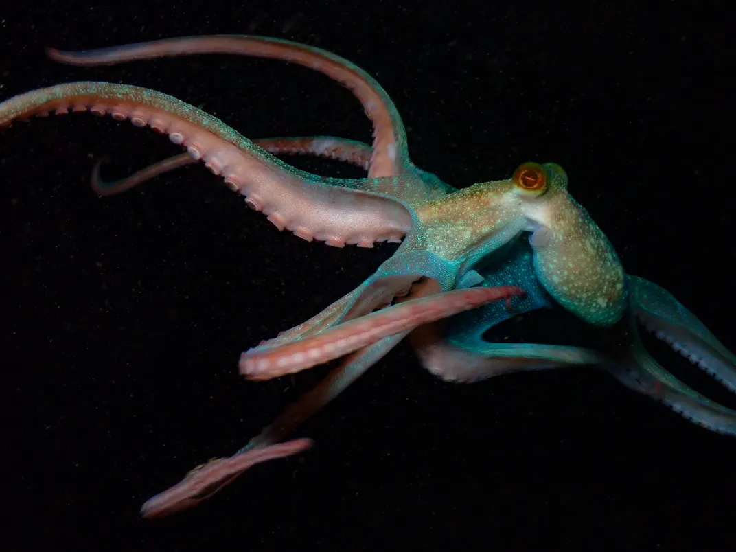 Lights from an underwater camera attract an octopus