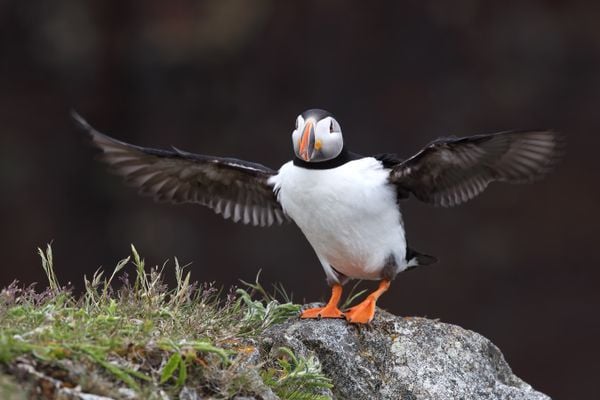 Atlantic Puffin with outstretched wings in Newfoundland, Canada. thumbnail