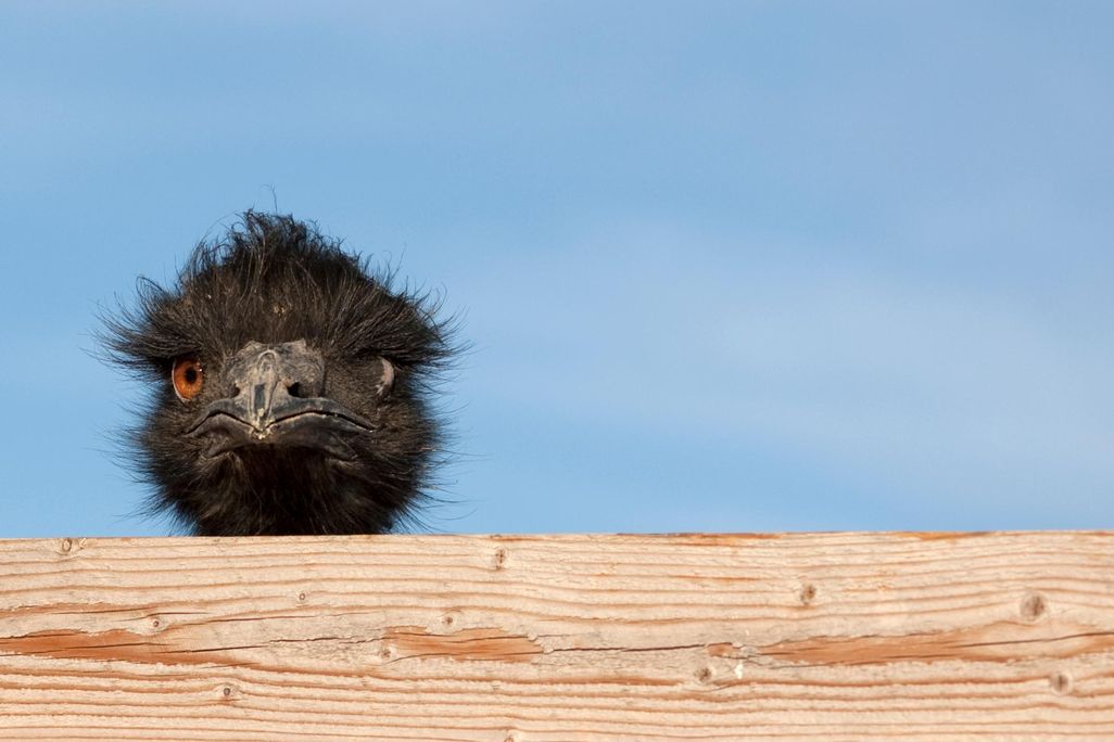 Dumb Emu