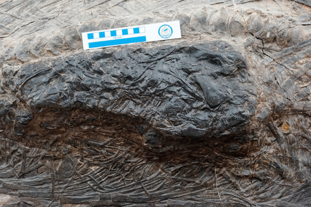 ichthyosaur's last meal