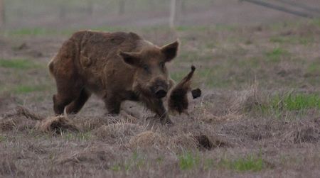 A wild boar doing some damage