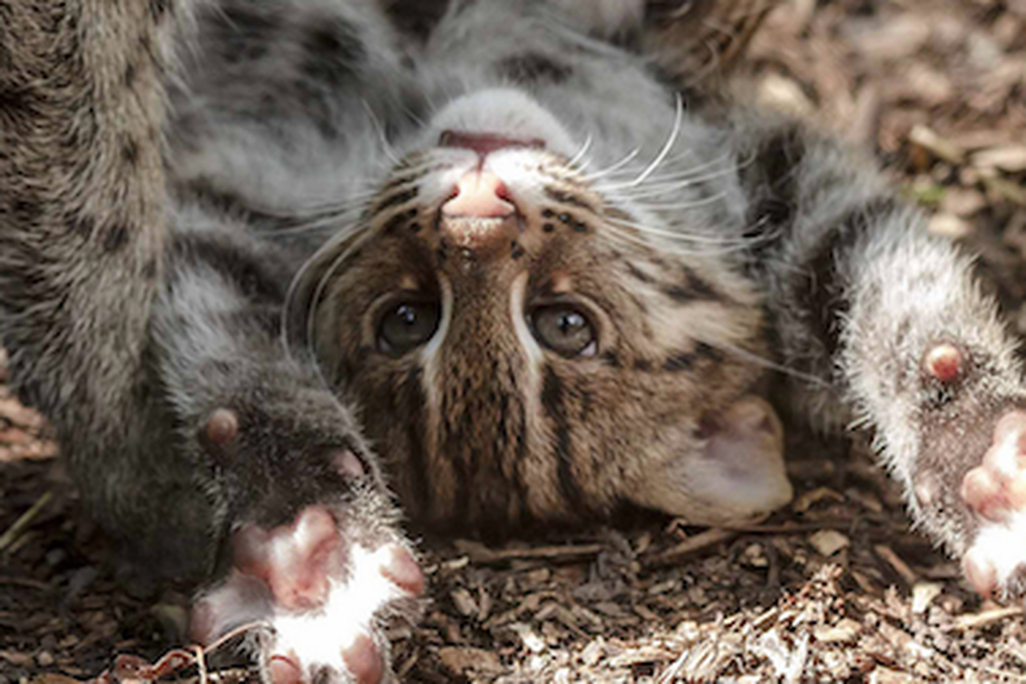 Visitors can now enjoy the antics of the Zoo’s three-month old fishing cat kittens.
