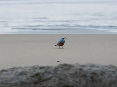 Extremely Rare Blue Rock Thrush Spotted in Oregon Might Be the First Ever in the United States image
