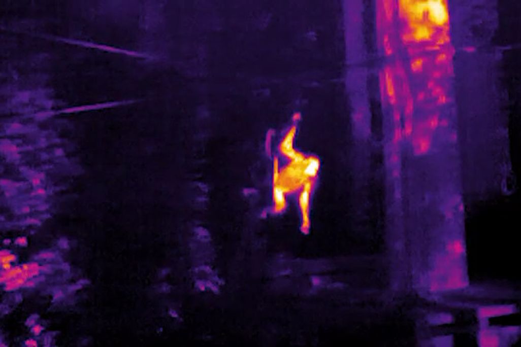 Thermal Orangutan