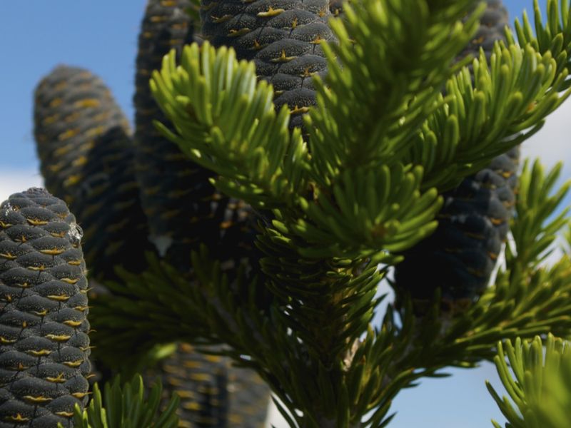 Pine cones dripping with sap. Smithsonian Photo Contest Smithsonian