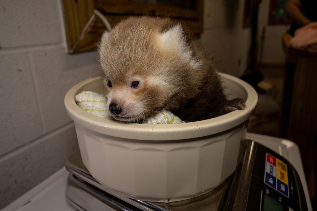 a red panda cub in a small bowl gets weighed