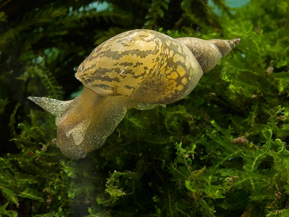Great Pond Snail