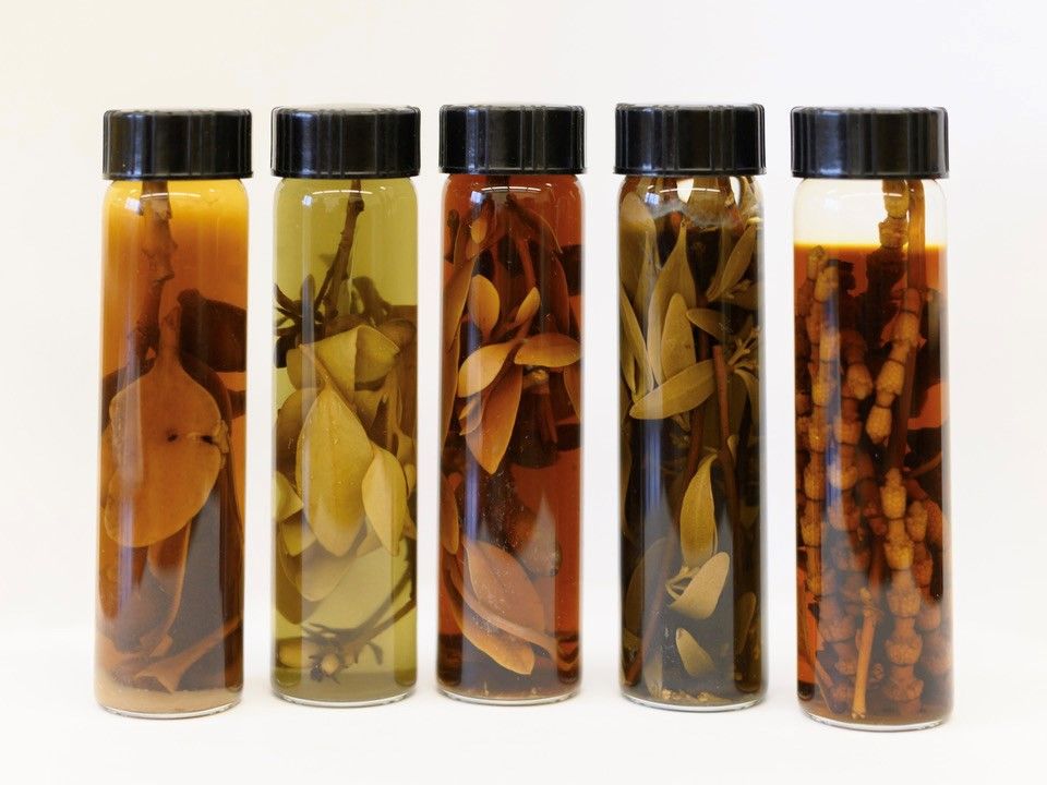 Five specimens of mistletoe fluid-preserved in clear jargs with black caps.