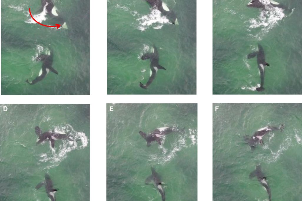 stills of two killer whales hunting together