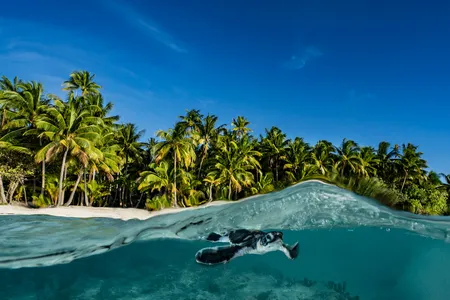 Tetiaroa is a haven for wildlife, including sea turtles, crabs, seabirds, sharks, coral and fish.