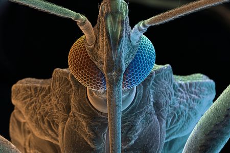 A "kissing bug," the insect whose bite can transmit the parasite that causes Chagas disease