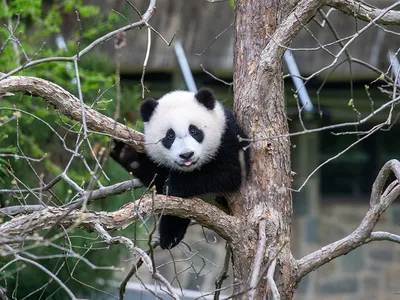 Giant panda cub Xiao Qi Ji in a tree with his tongue sticking out