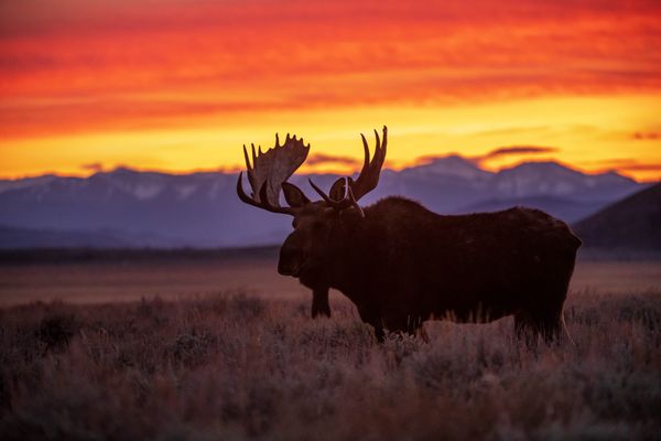Moose at Vibrant Sunset thumbnail