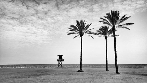 Lifeguard tower and three palm trees thumbnail