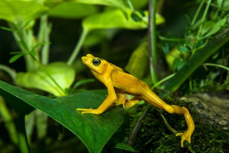 One of the species Stewart captured on audio is the Panamanian Golden Frog, a once-common species now rarely seen in the wild.