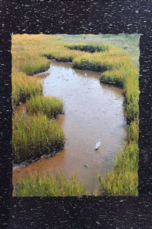 Herons in Marsh Grass thumbnail