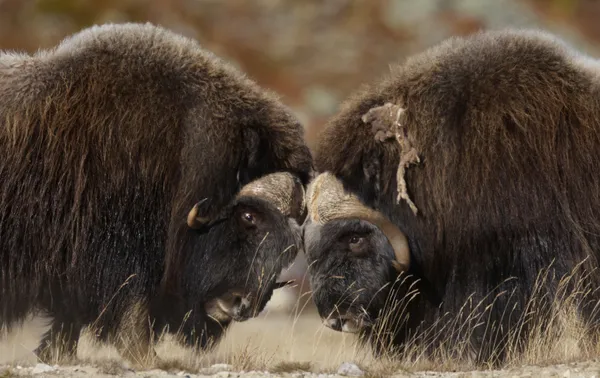The Clash of the Titans: Muskox bulls in contest thumbnail