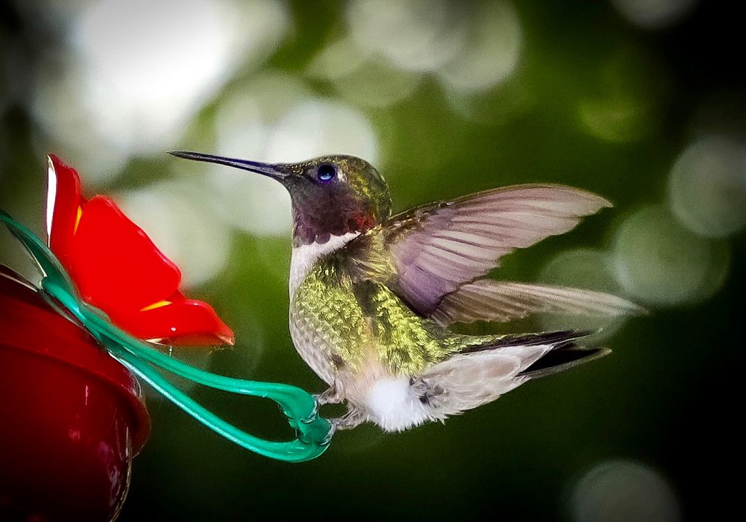 Male Rubythroated Hummingbird | Smithsonian Photo Contest | Smithsonian