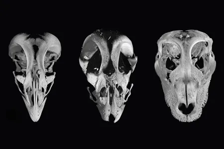 Here the experimental chick embryo (center) can be compared to a typical chicken about to hatch (left) and an alligator (right)