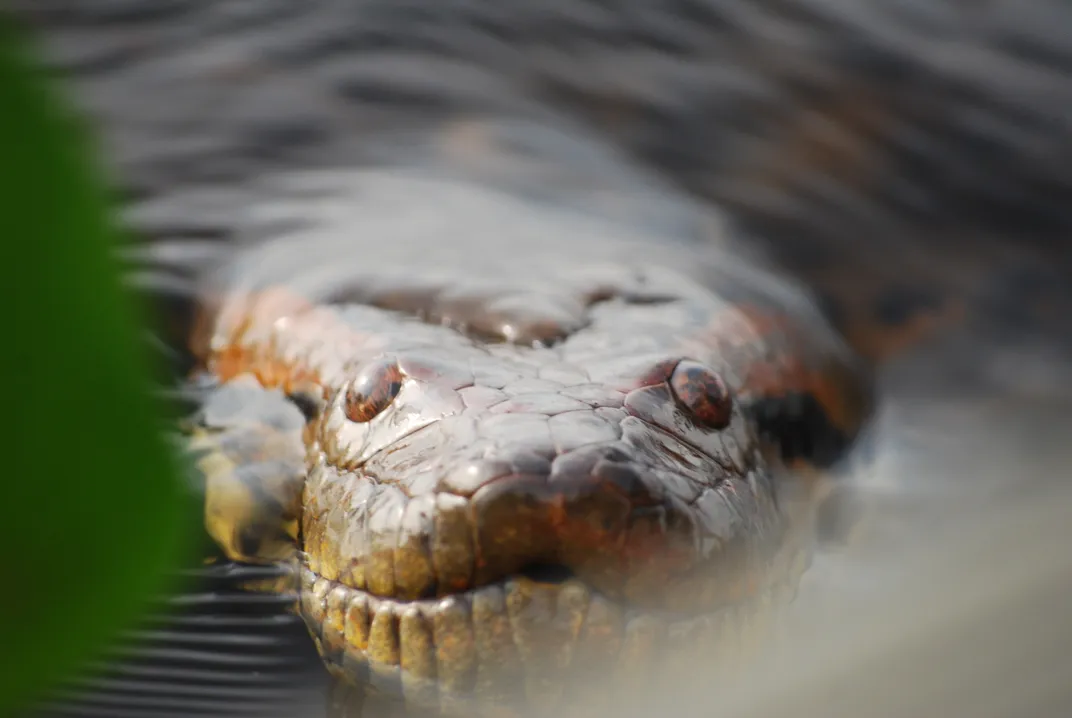 A close-up of a green anaconda head, staring directly at the camera, as it emerges from the water. A green leaf obscures the view slightly, on the left side of the frame.