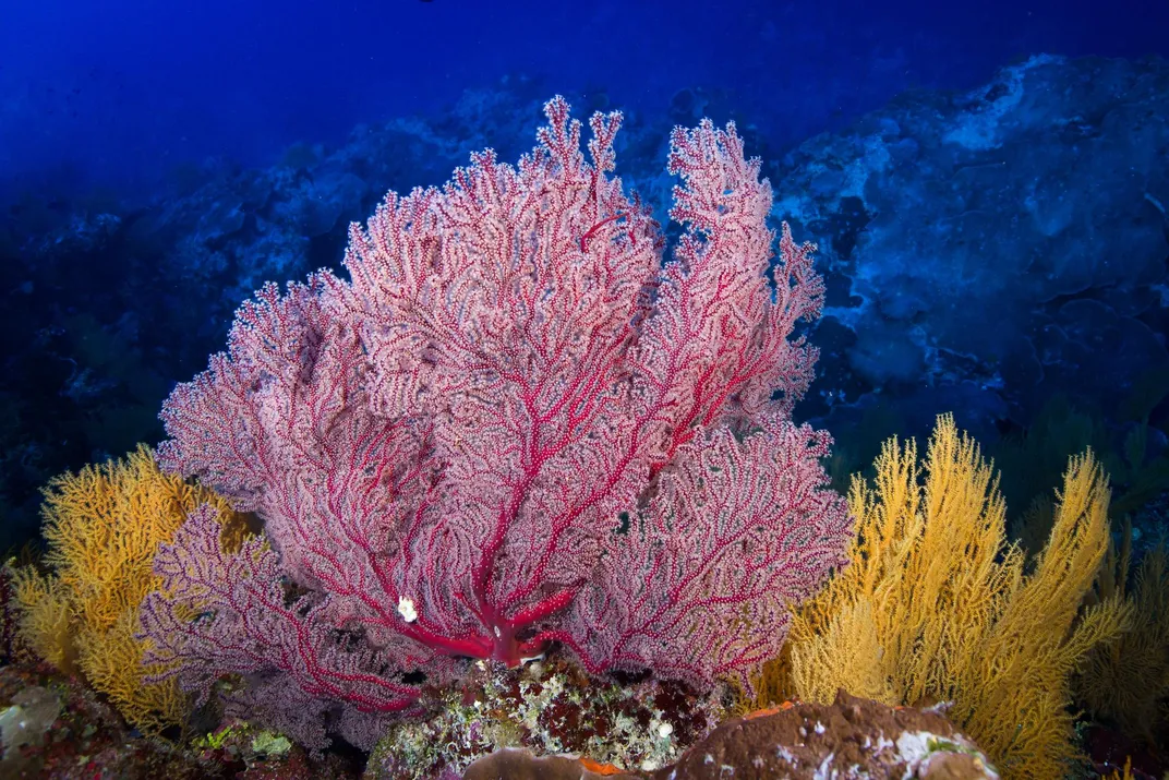 Sea fans, Great Barrier Reef