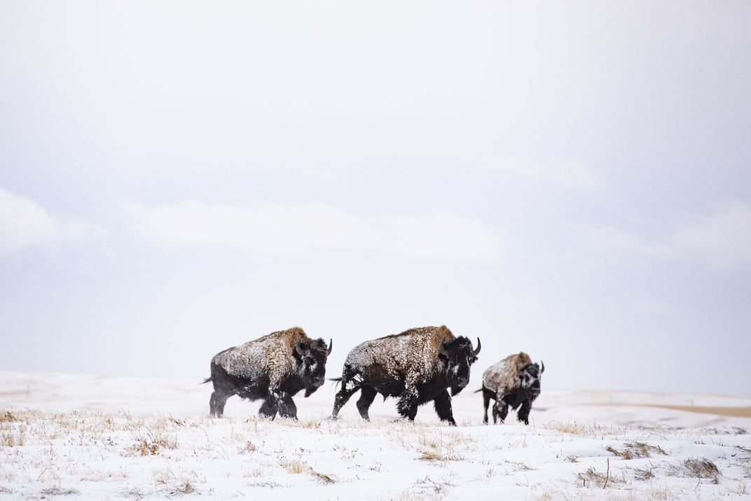 Three buffalo grazing in a snowy field