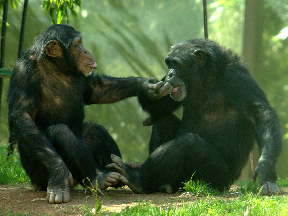 03_27_2014_chimp.jpg