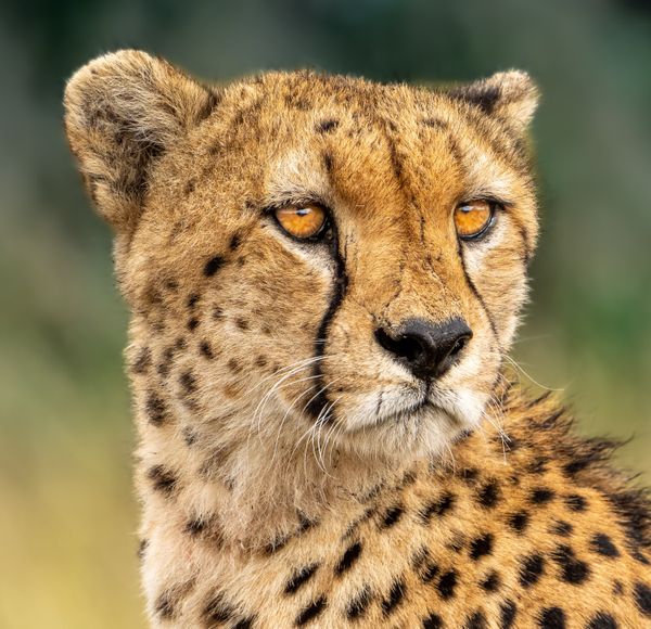 A Closeup of a Cheetah in Masai Mara thumbnail