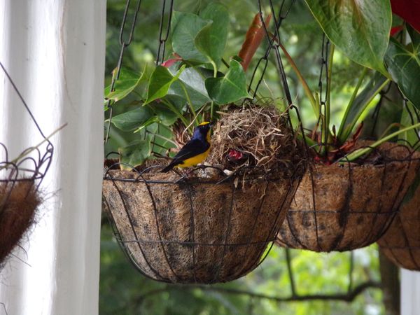 A mountain tanager feeding chicks at a rural house terrace near Cali, Colombia thumbnail