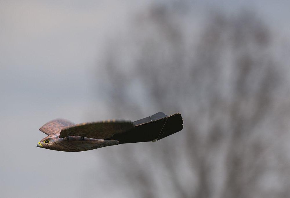 Birds of Prey - Full Wildlife Documentary 2019 