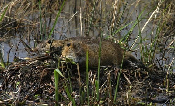 Invasive nutria in the Southern U.S.