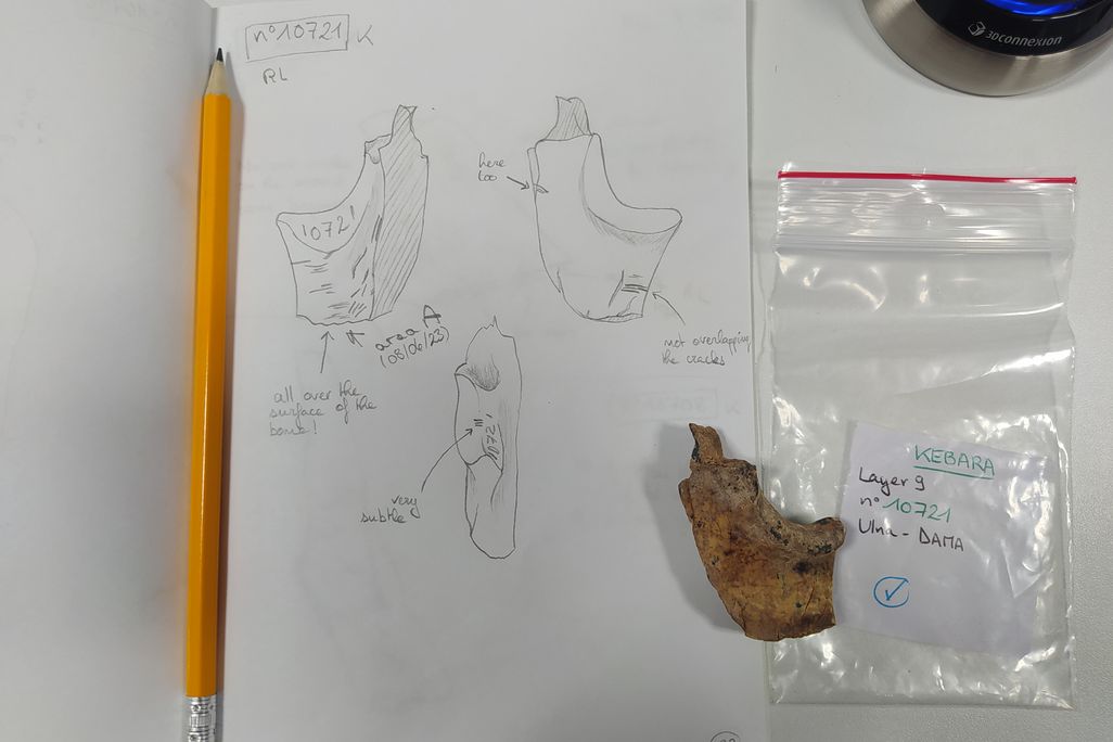 Overhead view of scientist's work space with a pencil, paper and bone