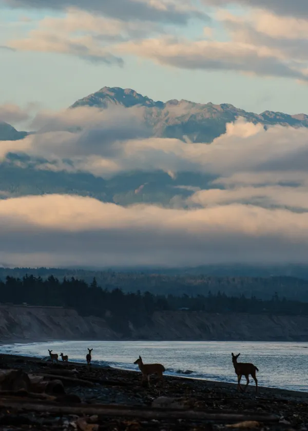 Deer at the Dungeness Spit thumbnail