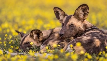 Africa’s Wild Dogs Are the Most Hated Carnivores on the Continent. Here’s How Some Conservationists Are Saving Them Anyway.