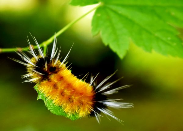 Fury Caterpillar thumbnail