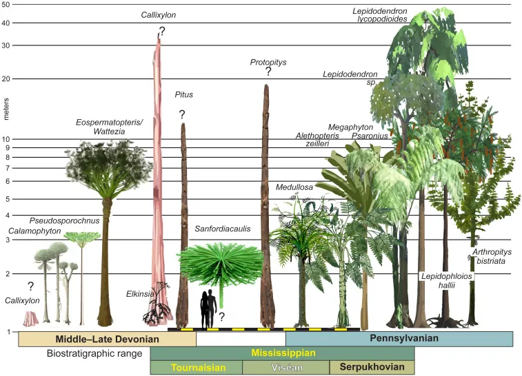 A lineup of prehistoric plant reconstructions, and their hypothesized size and shape.