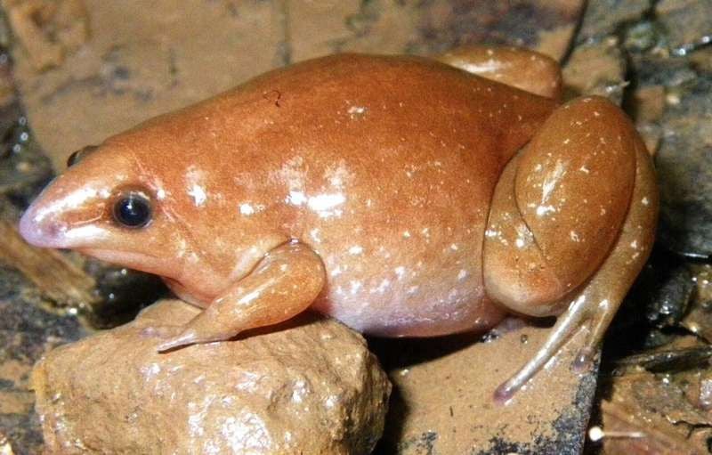 How the Newly Discovered, Mud-Loving 'Zombie' Frog Got Its Name | Smart  News| Smithsonian Magazine