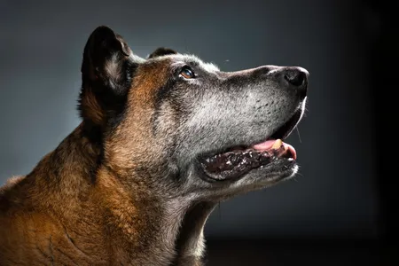 Dyngo served three tours in Afghanistan before retiring to Washington, D.C.