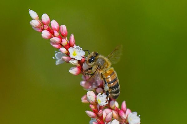 Honeybee and colorful tiny flowers on milkweed stalk thumbnail