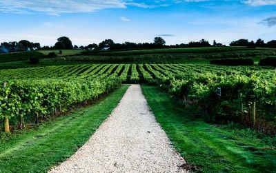 As prim and tidy as hedges at the Queen’s palace, a vineyard in England reminds us that rising temperatures are now allowing for wine production in the world’s higher latitudes.