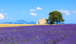 image of Living in France: A Three-Week Stay in Provence