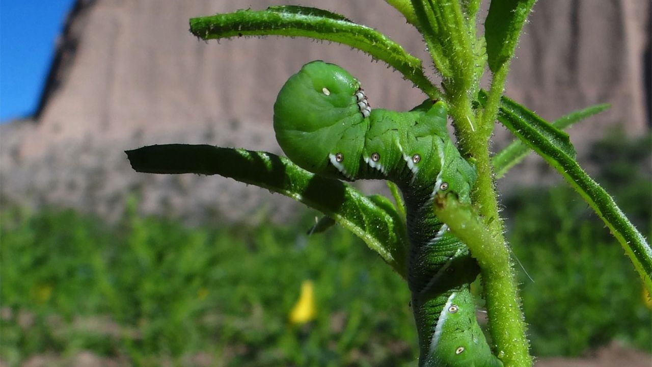 does cigarette smoke repel wasps Never Do These Things To A Wasp Nest 6 Ways To Repel Wasps