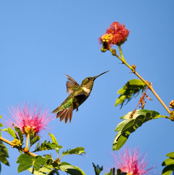 Ruby Throated Hummingbird thumbnail