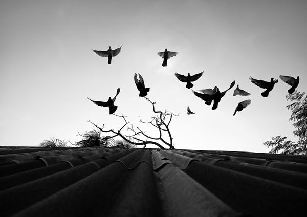 Freedom thumbnail