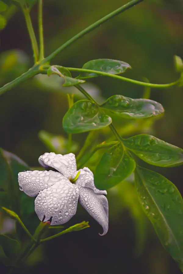 Jasmine flower thumbnail