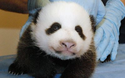 The panda cam is back, meaning you can once again watch the baby panda to your heart’s content.