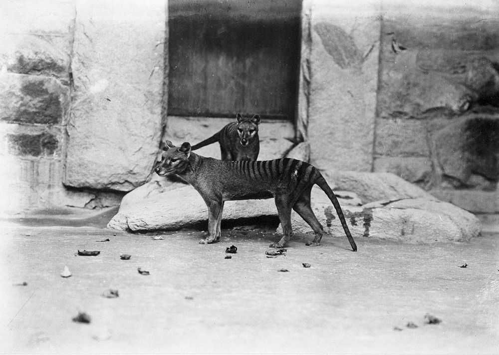 Zoo Thylacines