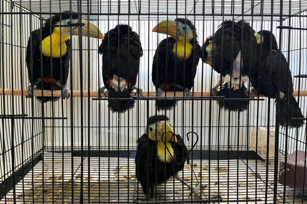 six toucans in a cage
