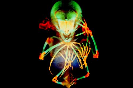 Skeleton preparation of a short-tailed fruit bat embryo (Carollia perspicillata) photographed by Dr. Dorit Hockman & Dr. Vanessa Chong-Morrison of the University of Cape Town.