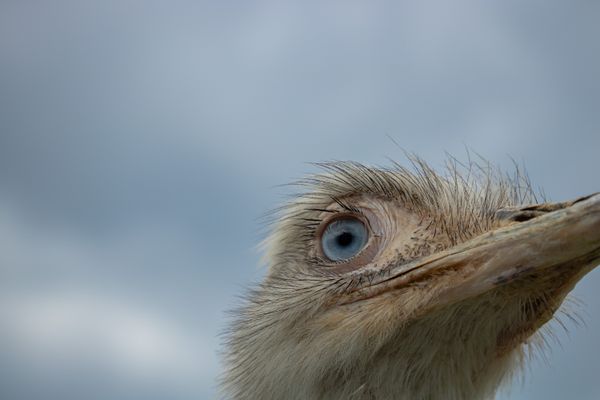 Eye of the Ostrich thumbnail
